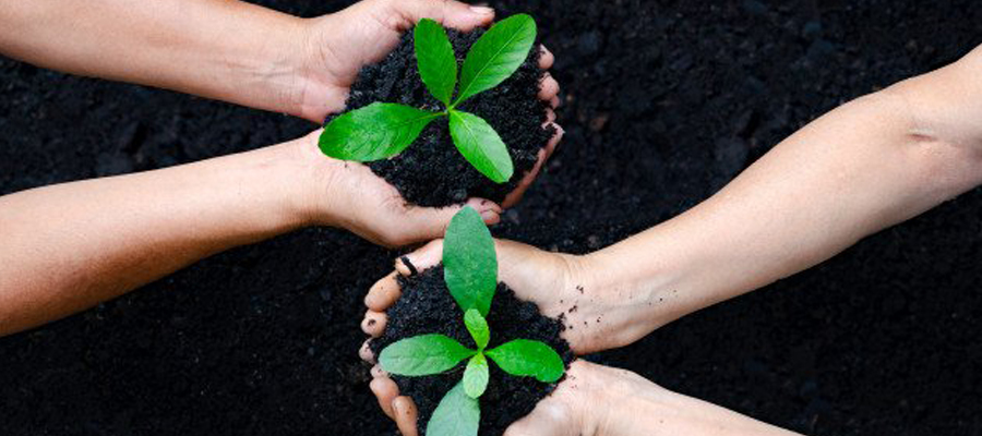 plante qui pousse entre des mains